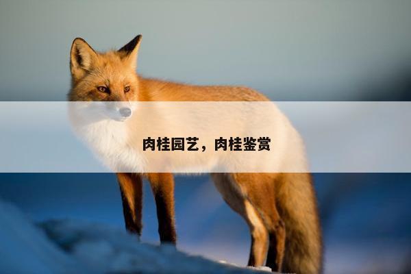 肉桂园艺，肉桂鉴赏