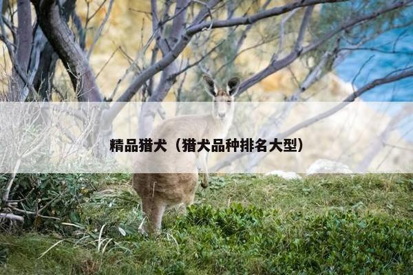 精品猎犬（猎犬品种排名大型）