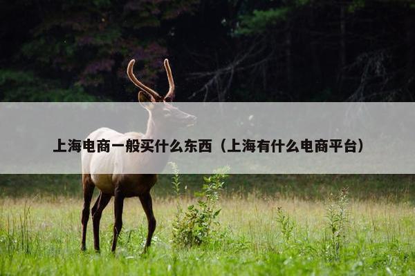 上海电商一般买什么东西（上海有什么电商平台）