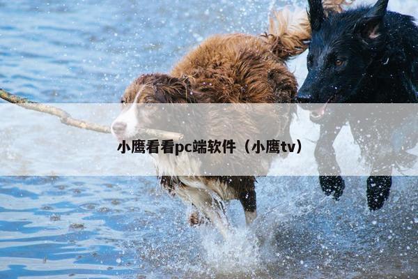 小鹰看看pc端软件（小鹰tv）