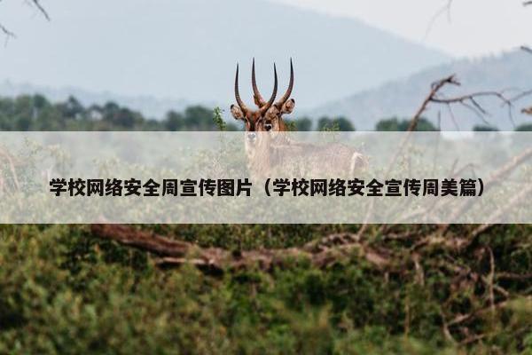 学校网络安全周宣传图片（学校网络安全宣传周美篇）
