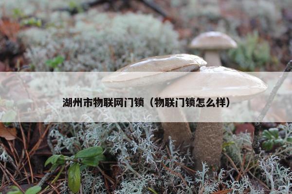 湖州市物联网门锁（物联门锁怎么样）