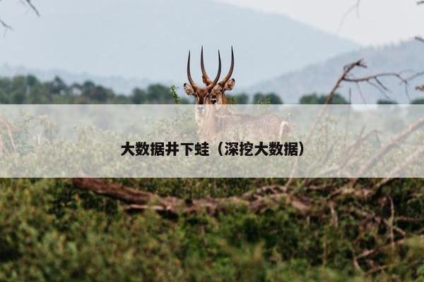 大数据井下蛙（深挖大数据）