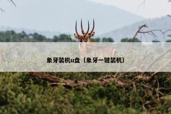 象牙装机u盘（象牙一键装机）