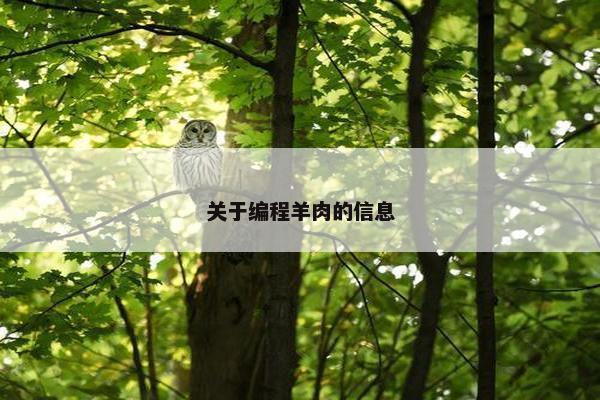 关于编程羊肉的信息