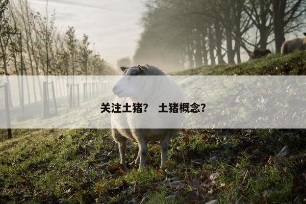 关注土猪？ 土猪概念？